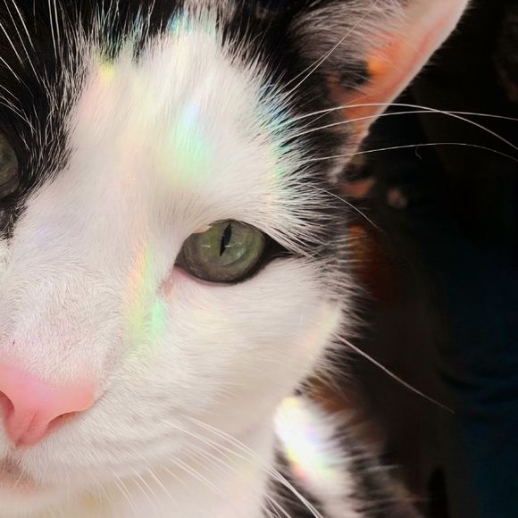 Meet your Posher, Avey - Picture 1 of 8